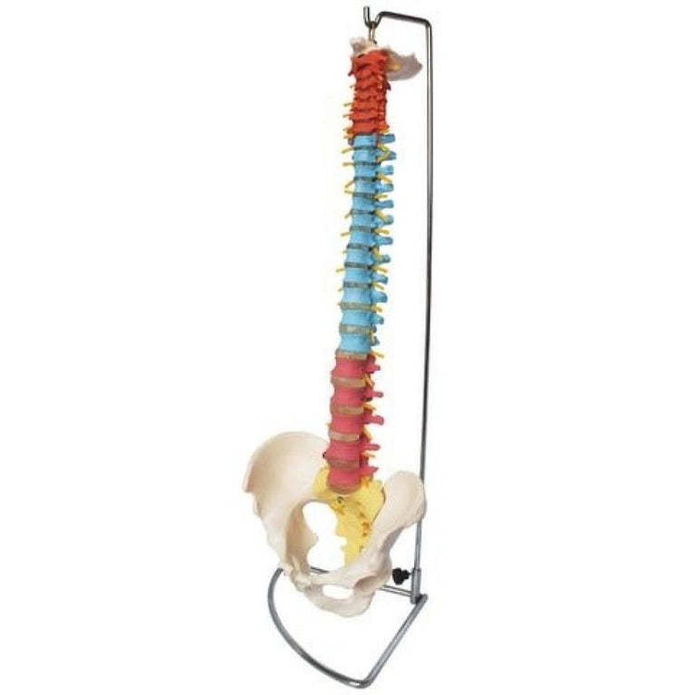 66FIT VERTEBRAL COLUMN WITH PELVIS (COLOURED)