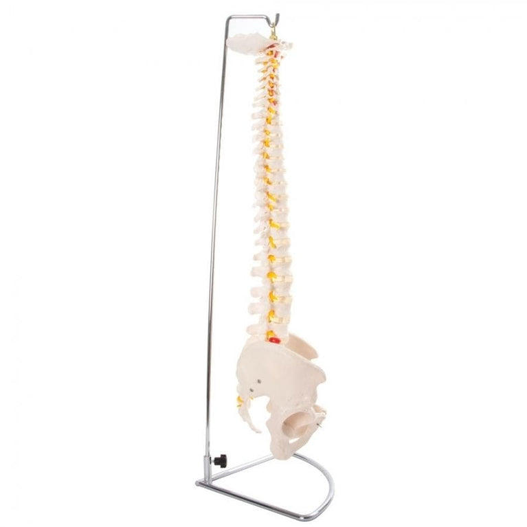 66FIT VERTEBRAL COLUMN WITH PELVIS (SPINE)